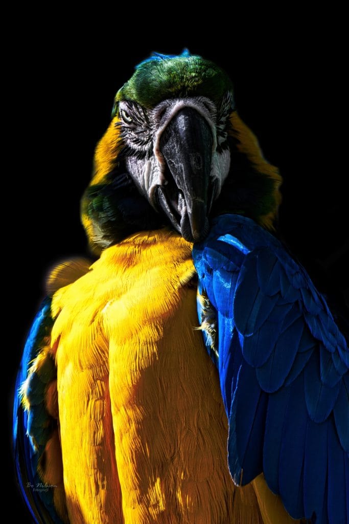 bo-nilsson